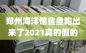 鄭州海洋館鯊魚跑出來了2021真的假的